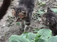 Потерялись хозяева у маленьких котят, фотография 6