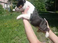 Миниатюрный бультерьер, фотография 10