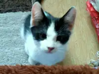 Срочно отдам котят в заботливые руки, фотография 7