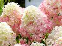 Гортензия саммер лав