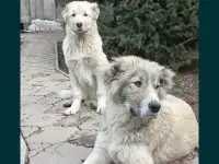 Щенка породы Алабая, фотография 4