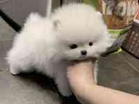 В продаже щенки померашки, фотография 4