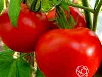 Семена Томат Мишель F1 5шт