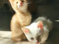 Отдам потрясающих котят в хорошие руки, можем помочь с доставкой, фотография 4