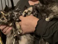 6 котят Девочки Есть домашнюю еду молококорм приучена к лоткуигривыемышеловки, фотография 7