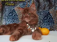 Мейн Кун красный солид. Шоу класс. Питомник, фотография 4