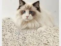 Комкующий наполнитель для кошек Тофу С Ароматами Зеленное яблоко, Вишня, Ваниль, Клубника, Нейтральный, фотография 9