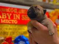 Щенок французского бульдога от чемпионов России, фотография 3