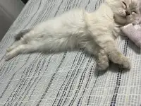 Продаю Кошку 5-6 месячную в добрые руки, фотография 5