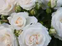 Саженец розы плетистой 