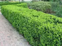 Обрезка и спил деревьев, фотография 2