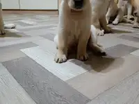 Щенки Лабрадор ретривер, фотография 3