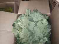 Дубовые веники, фотография 2