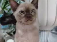 БУРМАНСКИЕ КОТЯТА С РОДОСЛОВНОЙ  АЛМАТЫ  доставка по Кз и в другие страны присутствует, фотография 5