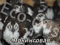 Перепелиные инкубационные яйца, фотография 4