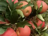 Плодоносящие интенсивный яблоневый и косточковый сады, фотография 5