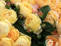 Роза шато де шеверни, дельбар