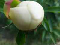 Пионы букеты Пионы с сада, фотография 3