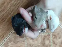 Отдам даром крысят, домашние , приучены к рукам , возраст 3 недели , есть и бежевые и белые и черные и двухцветные, фотография 2