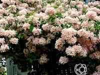 Кольквиция пинк клауд