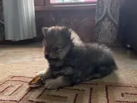 Шпиц- мальчик, фотография 2