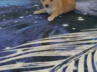 Продам шинка чихуахуа, фотография 4