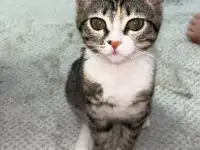 Бесплатно котята! Британец и бенгальская порода, фотография 9