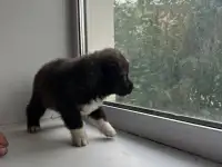 Продам щенков дава мальчика и две девочки, фотография 6