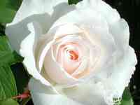 Роза Маргарет Меррил флорибунда