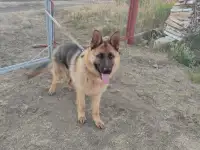 Пропала собака, фотография 3