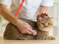 Ветеринарная помощь с выездом и в клинических условиях 24\7, фотография 3