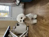 Щенок Бишон Фризе, фотография 2