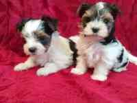 Щенки мини Бивер Йорка, фотография 2