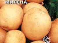 Семена Картофель Милена