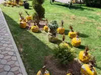 Ландшафтные работы. Озеленение., фотография 5