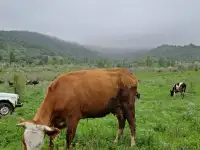 Корова первотел покрытая  ее бычок, фотография 5