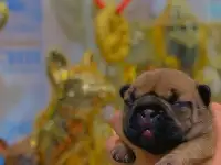 Щенок французского бульдога от чемпионов России, фотография 5