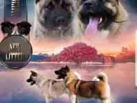 продам щенков Американская акита, фотография 4