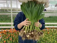 Тюльпаны оптом, фотография 3