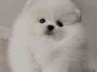 В продаже щенки померашки, фотография 3