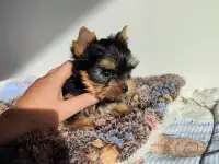 Продаются щенки йоркширского терьера, фотография 2