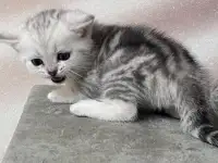 Шотландские котята, фотография 5