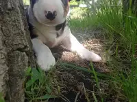 Миниатюрный бультерьер, фотография 6