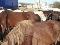 Скотоводство, фотография 5