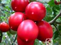 Семена Томат Де барао розовый 20шт