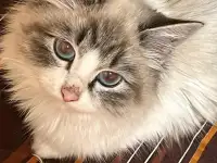 Отдаю котенка в добрые руки, фотография 2