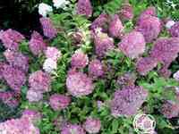 Гортензия сандей фрайз