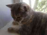 Отдам кошку в добрые руки, фотография 3