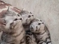 Котята породистые, фотография 4