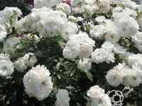 Роза шнеевитхен кустарниковая, топалович